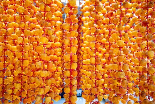 Colorful whole persimmons with spots on peel hanging on hooks while drying on sunny day outdoors