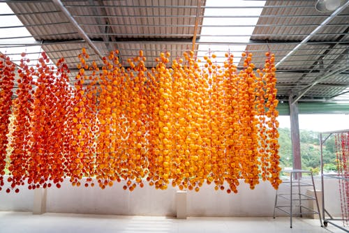 Persimmons hanging on rack while drying in construction
