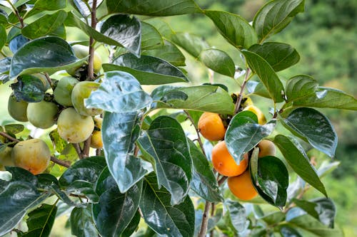 Lush green Diospyros kaki tree with unripe fruits growing in garden