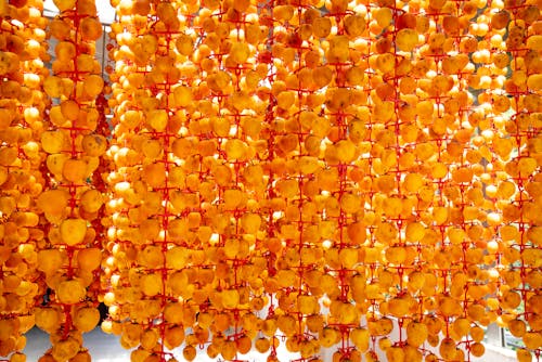 Free Heap of whole ripe persimmon fruits strung on threads and drying on sunny day Stock Photo