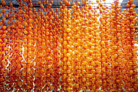 Whole persimmons strung on threads and sun drying in garden