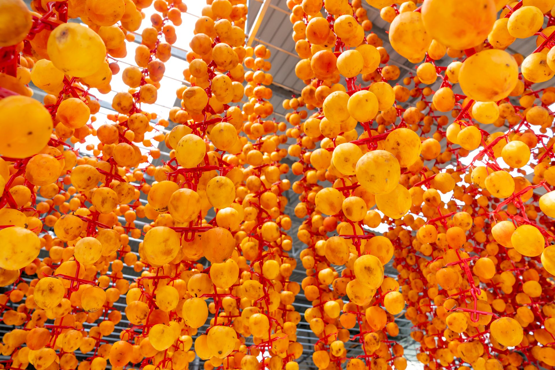 From below of many ripe traditional Japanese persimmons hanging on ropes in local market in sunlight