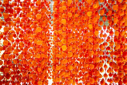 Fresh ripe whole persimmons hanging on rope during preparing traditional Japanese sun dried Hoshigaki
