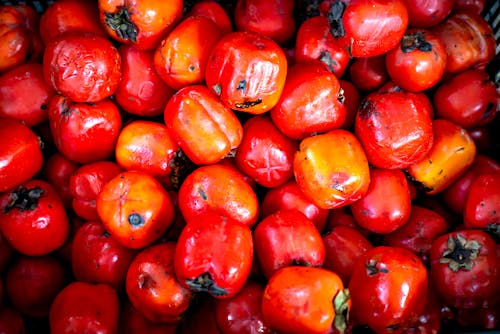 Freshly harvested persimmons collected into basket