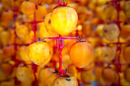 Free Metal construction with persimmons sun drying in village Stock Photo
