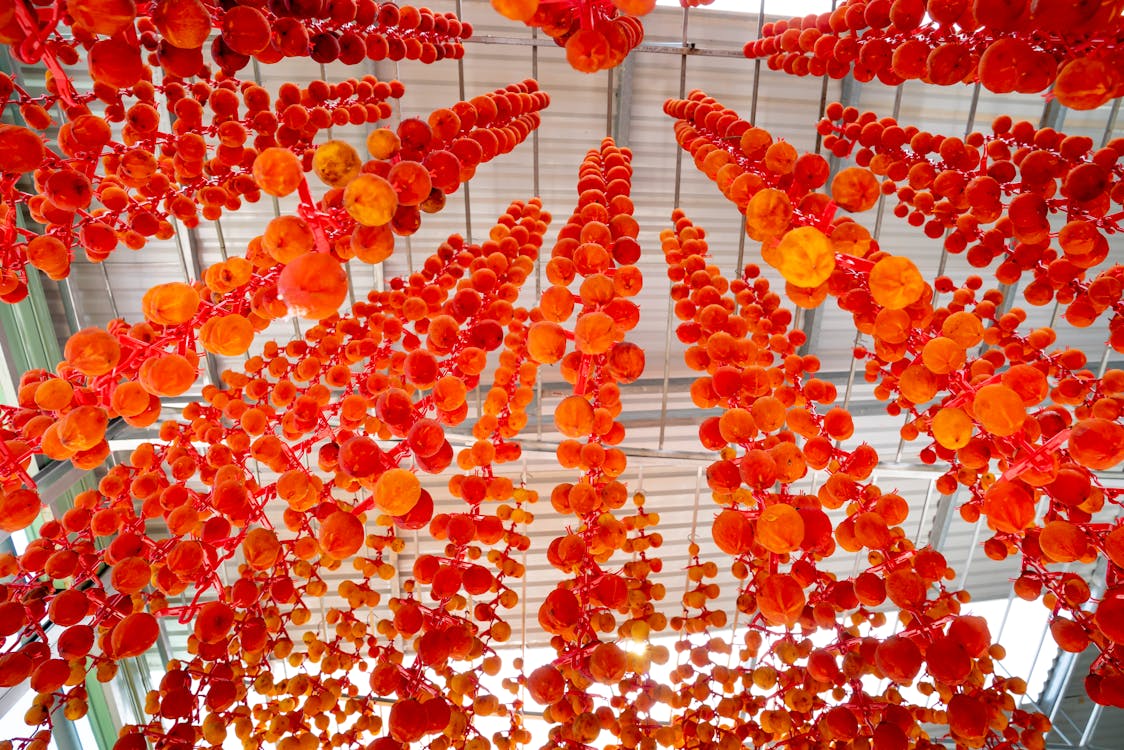 From below of Hoshigaki styled ripe dried persimmons hanging on metal threads in village