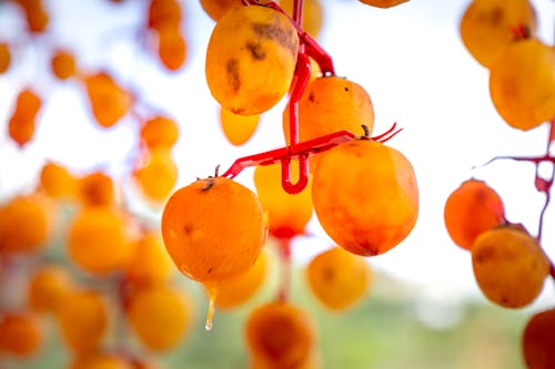Low angle of ripe juicy persimmon fruits hanging from metal hooks during sun drying in traditional Japanese farm