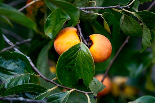 Sweet juicy persimmons growing on tree branches in countryside