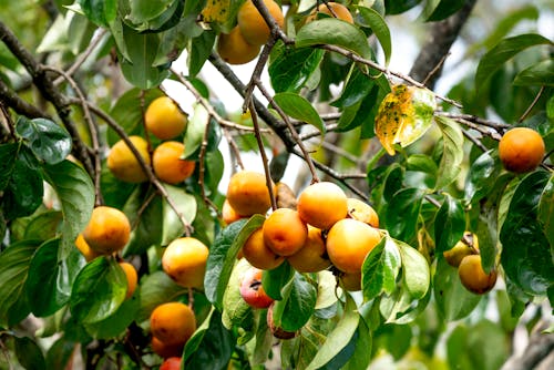 Green tree with healthy sweet persimmons growing i garden in sunlight