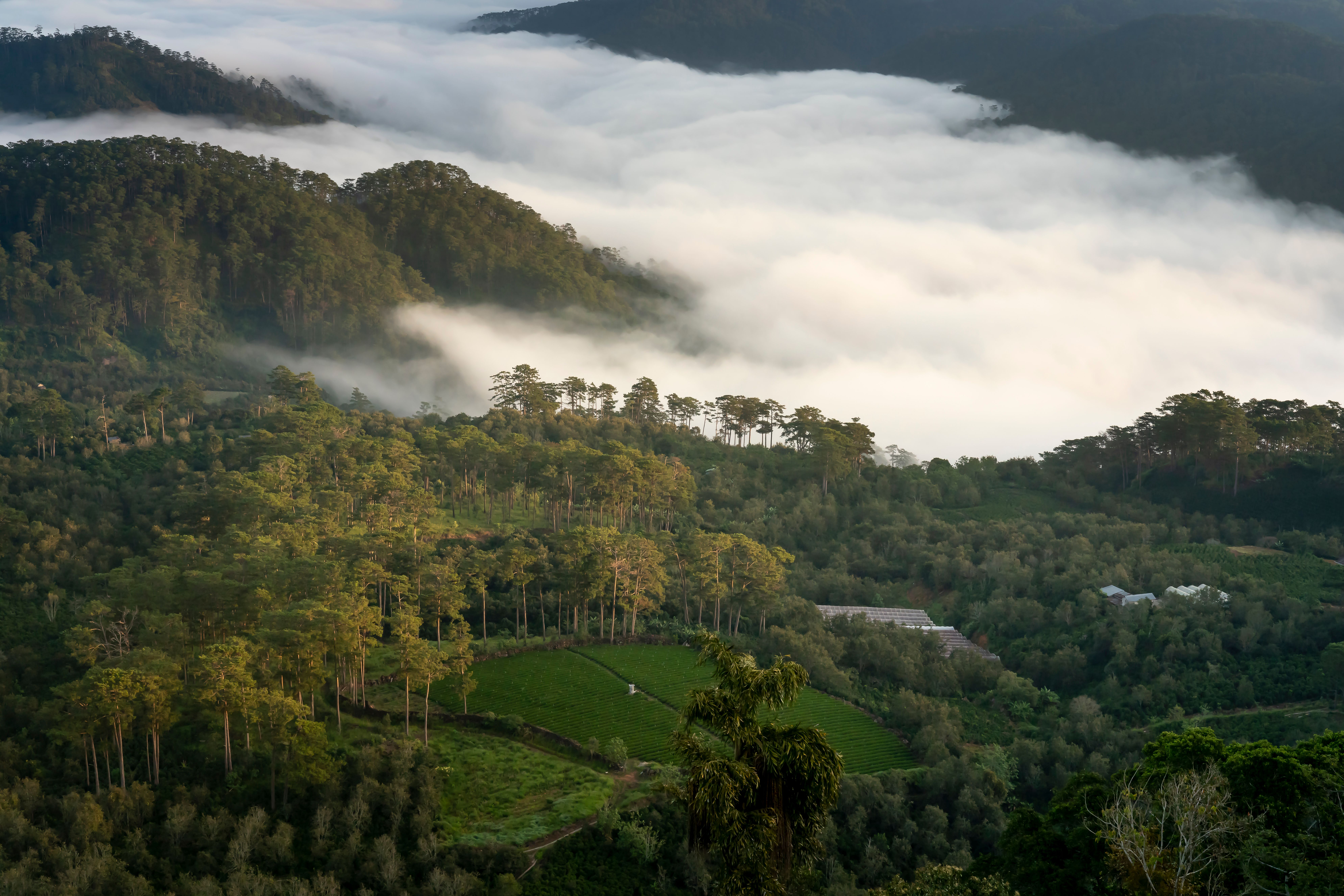 Pine ridges and potato fields above Santa Elena in the La Paz highlands, Honduras