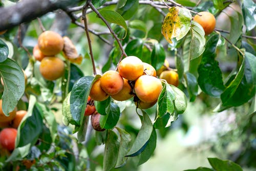 Lush persimmon bush with ripe fruits and green leaves
