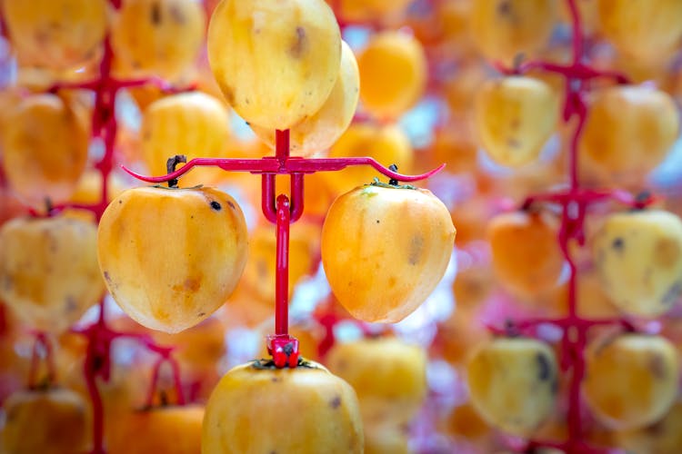 Traditional Japanese Persimmon Fruits Sun Drying In Farm