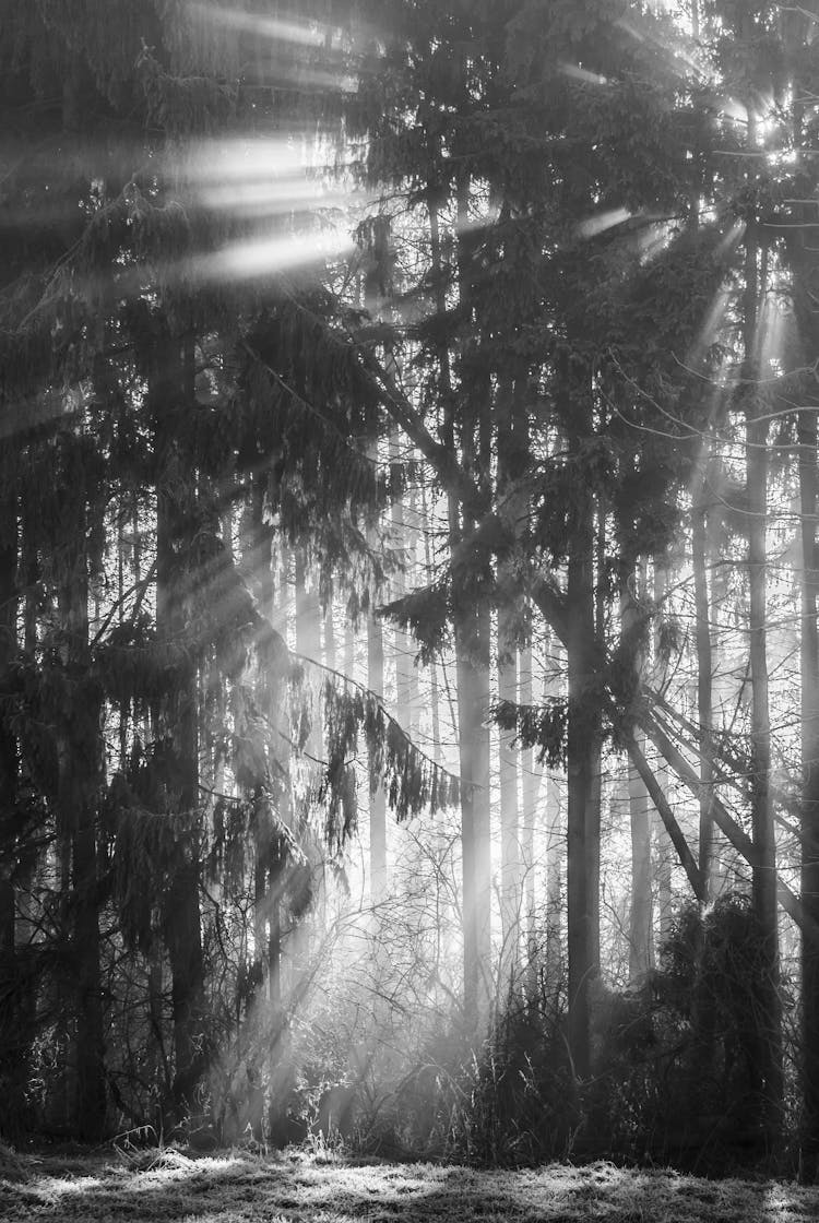 Black And White Shot Of Light Rays Through Trees