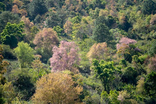 Fotos de stock gratuitas de al aire libre, angulo alto, árbol