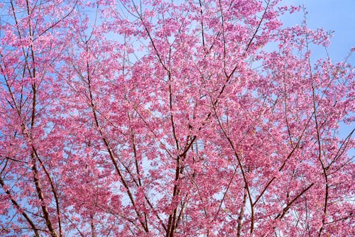 Δωρεάν στοκ φωτογραφιών με eudicots, prunus, rosaceae