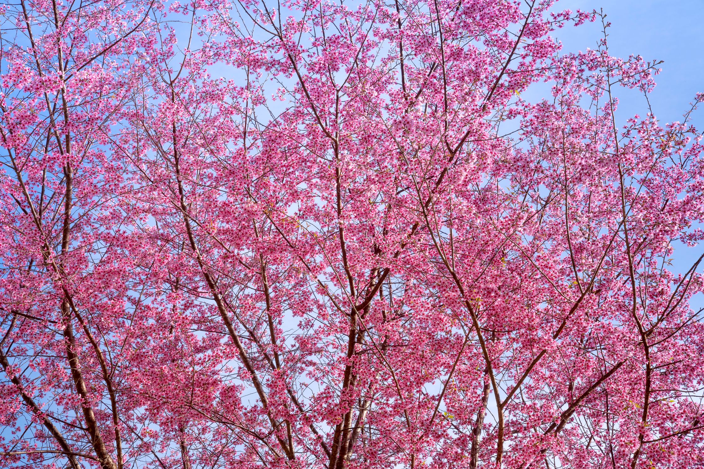 Blooming Sakura tree with pink flowers in park · Free Stock Photo