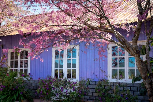 Blooming Sakura tree with wavy branches growing against building exterior and flowering plants in sunlight