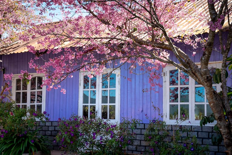 Cherry Blossom Tree Against Countryside House Facade