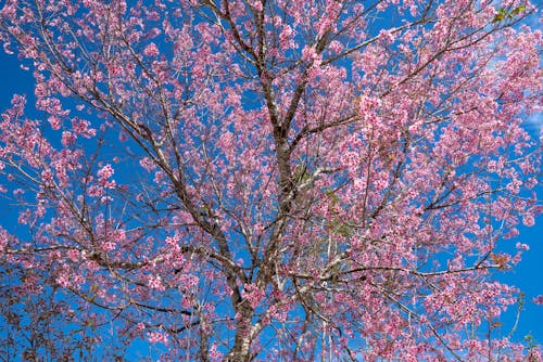 Free From below of cherry blossom tree with curved branches and aromatic flowers in spring on sunny day Stock Photo