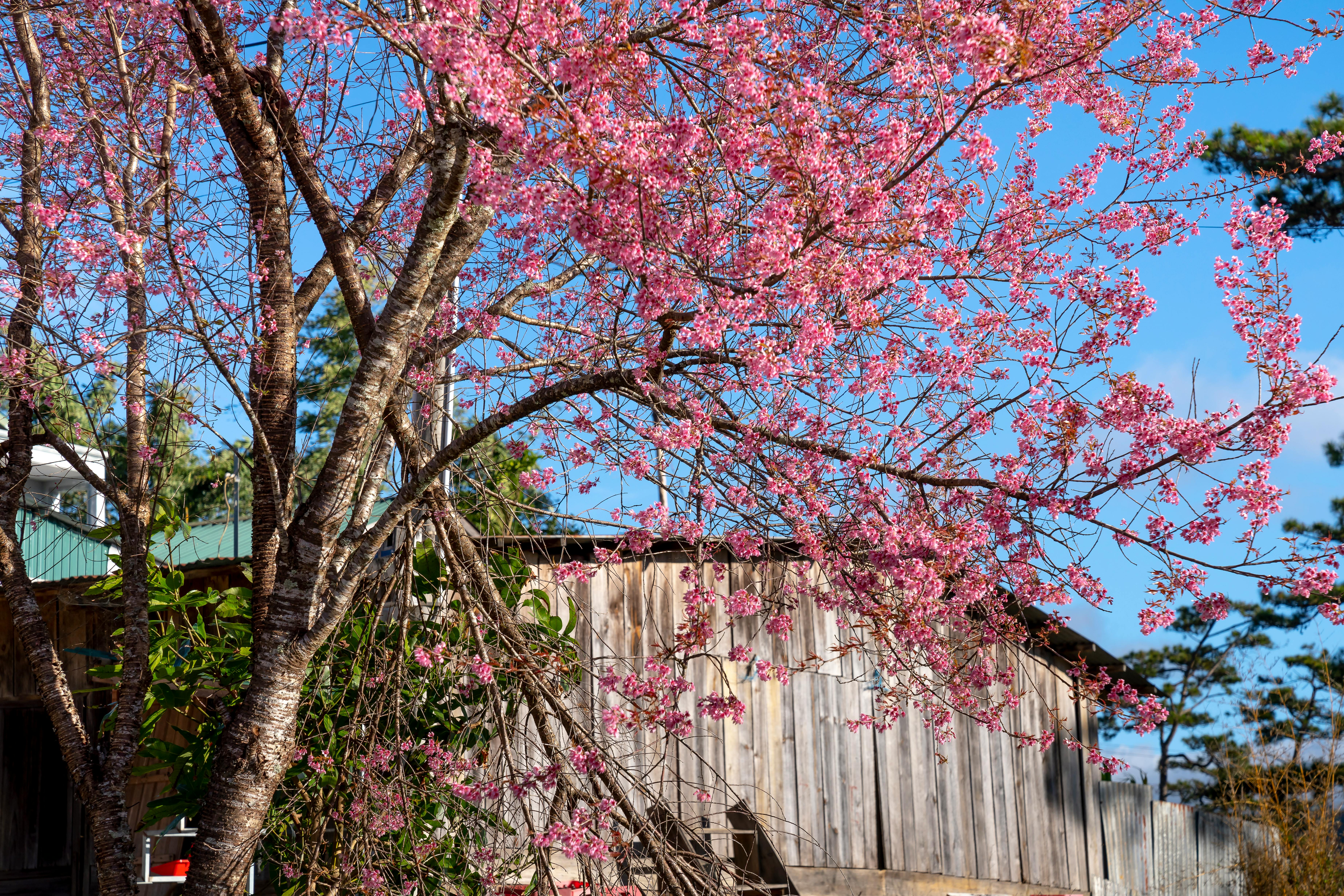 What natural smells do mice hate?