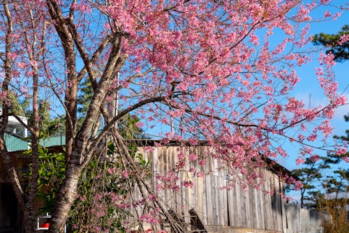 Free Blooming Sakura tree against shed in countryside Stock Photo