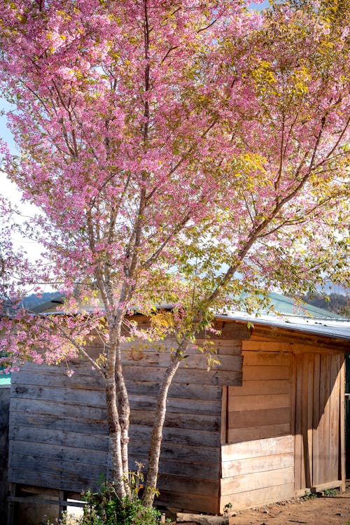 Free Cherry blossom tree with aromatic flowers on curved branches against shed on sunny day in spring Stock Photo