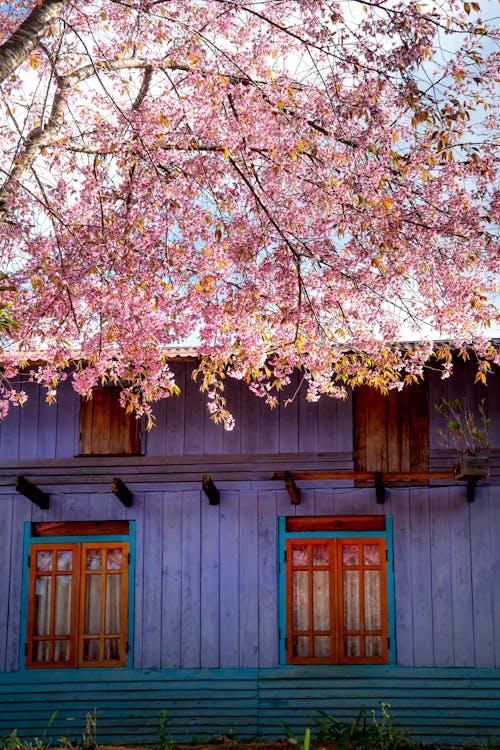 Free Cherry blossom tree branch against countryside house facade Stock Photo