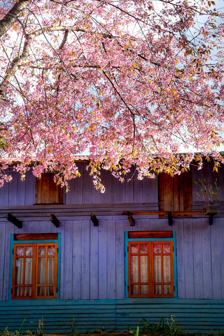 Cherry Blossom Tree Branch Against Countryside House Facade