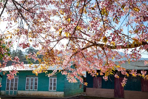 Cherry blossom tree with aromatic flowers and foliage on wavy branches against old building exteriors in sunlight