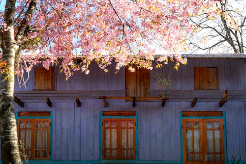 House facade against blooming Sakura tree in countryside