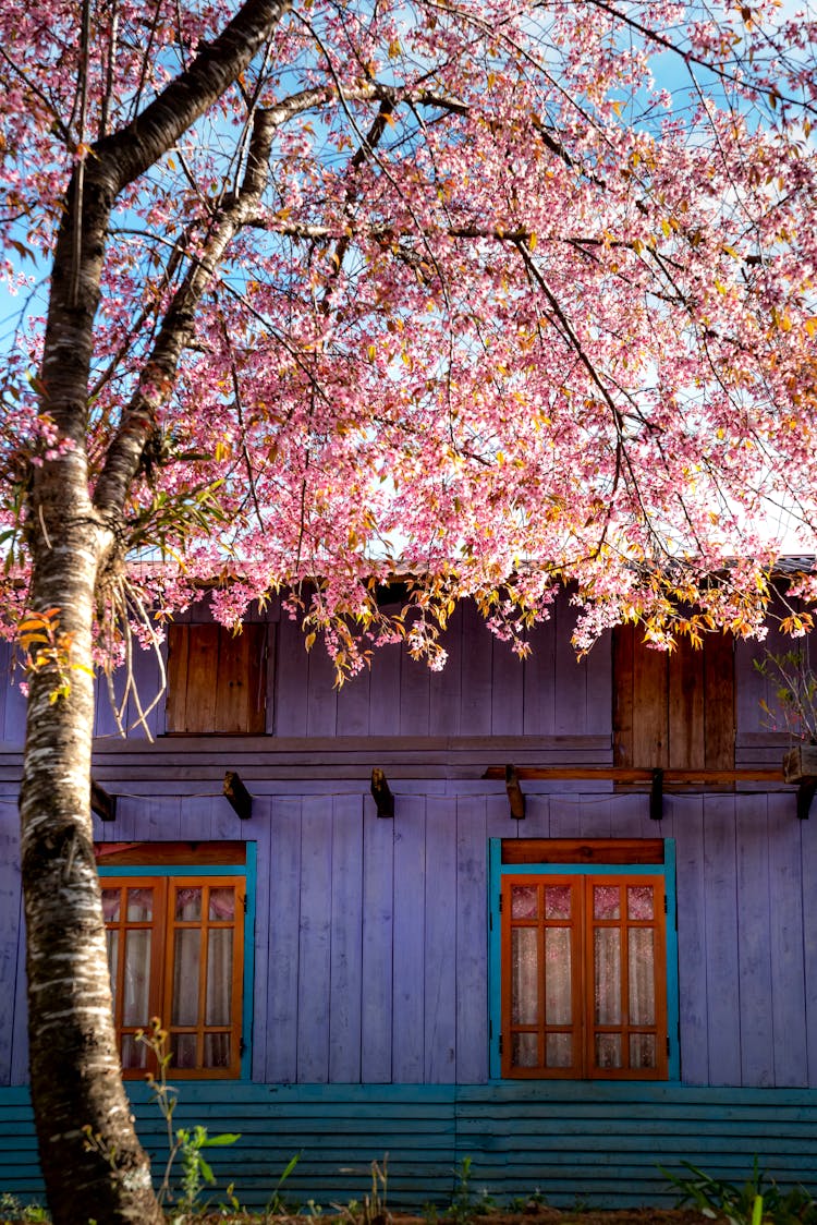 Cherry Blossom Tree With Pink Flowers Against House Facade