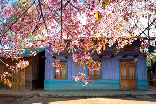 Cherry blossom branches against house facades in countryside