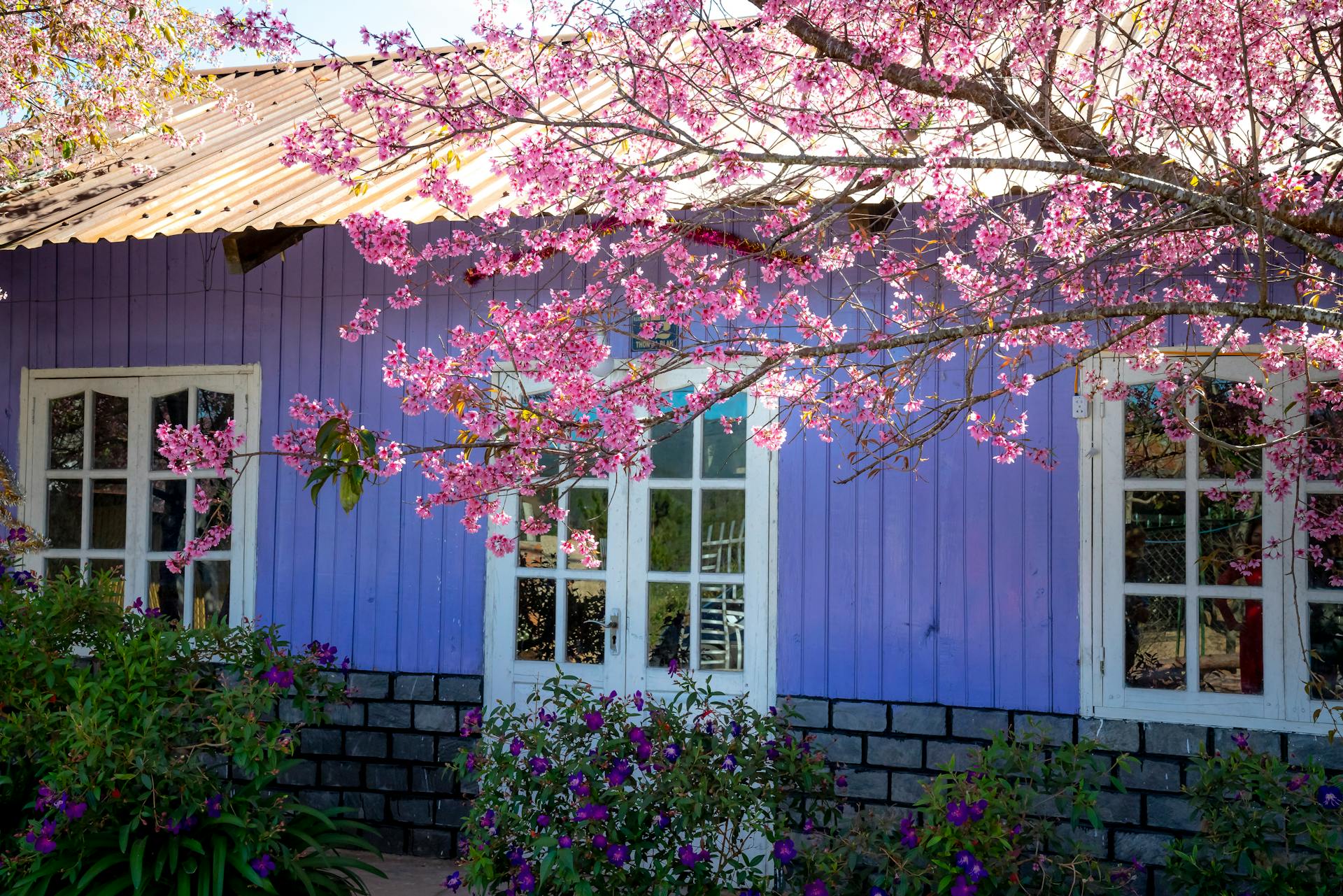 Blooming Sakura tree branch growing against flowering plants and residential building exterior in countryside on sunny day