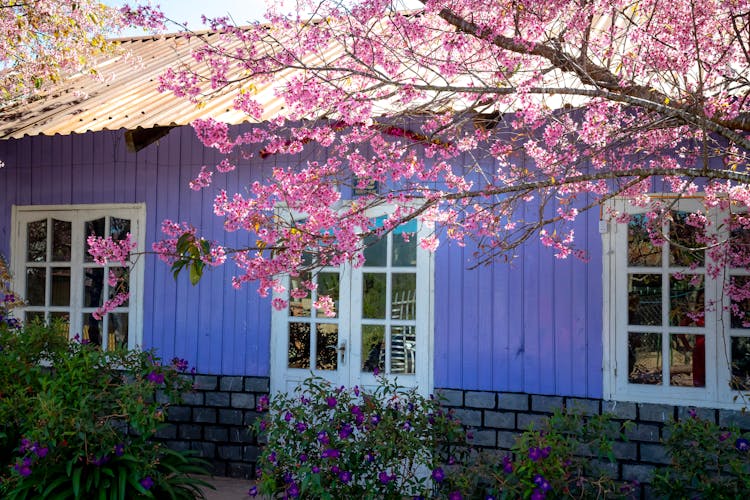 Cherry Blossom Branch Against House Facade In Spring