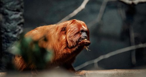 Free stock photo of african wildlife, animals in the wild, beautiful nature Stock Photo