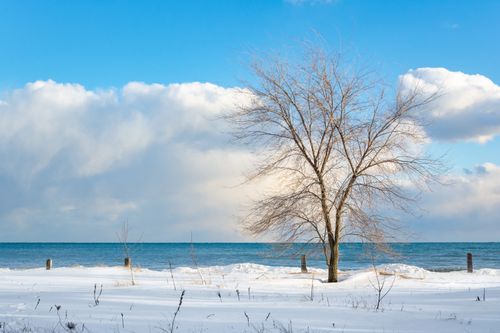 Free A lone bare tree on a snowy beach with a blue ocean and cloudy sky backdrop in winter. Stock Photo