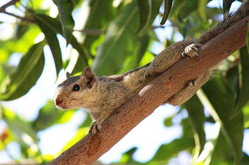 Brown Squirrel on Brown Tree Branch