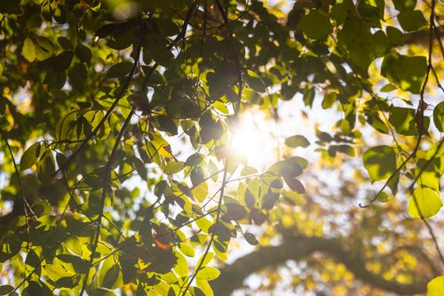 Free Sunlight filtered through vibrant green leaves in a serene forest setting. Stock Photo