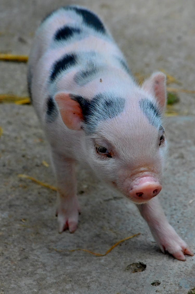 Photo Of A Mini Pig