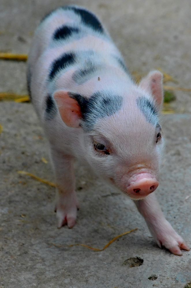 Piglet Photos, Download The BEST Free Piglet Stock Photos & HD Images