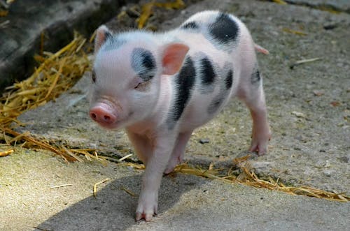 Δωρεάν στοκ φωτογραφιών με γουρούνι τσαγιού, ζώο φάρμας, κατοικίδιο Φωτογραφία από στοκ φωτογραφιών