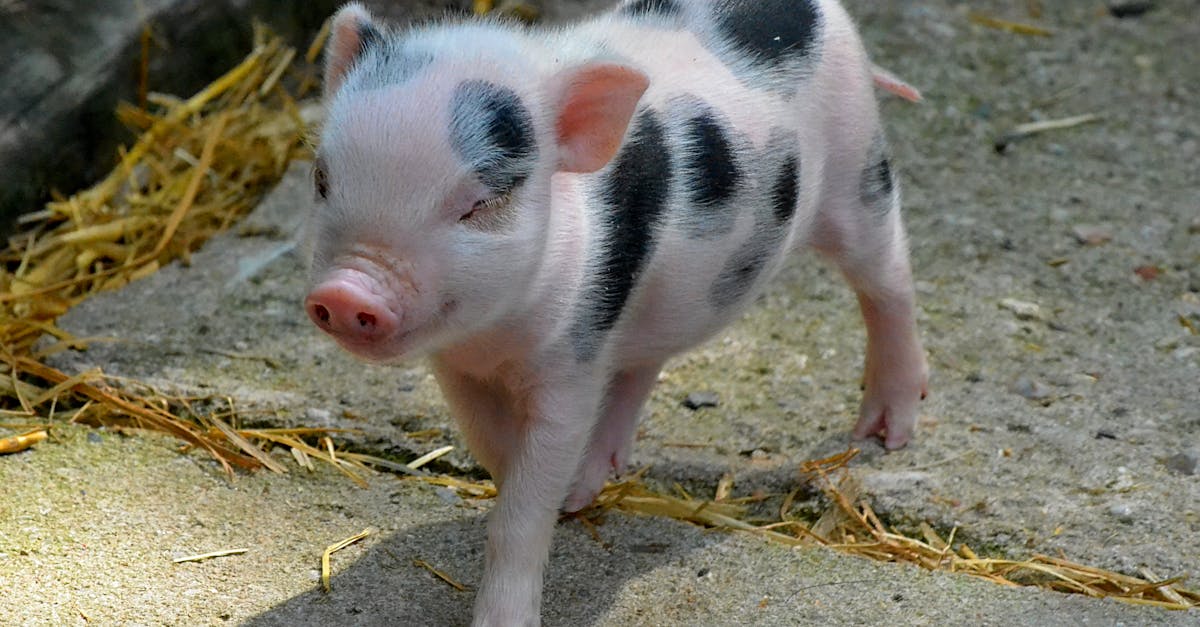 金運臨門!誠品生活春節推出限量「金豬GOLDENPIG」撲滿