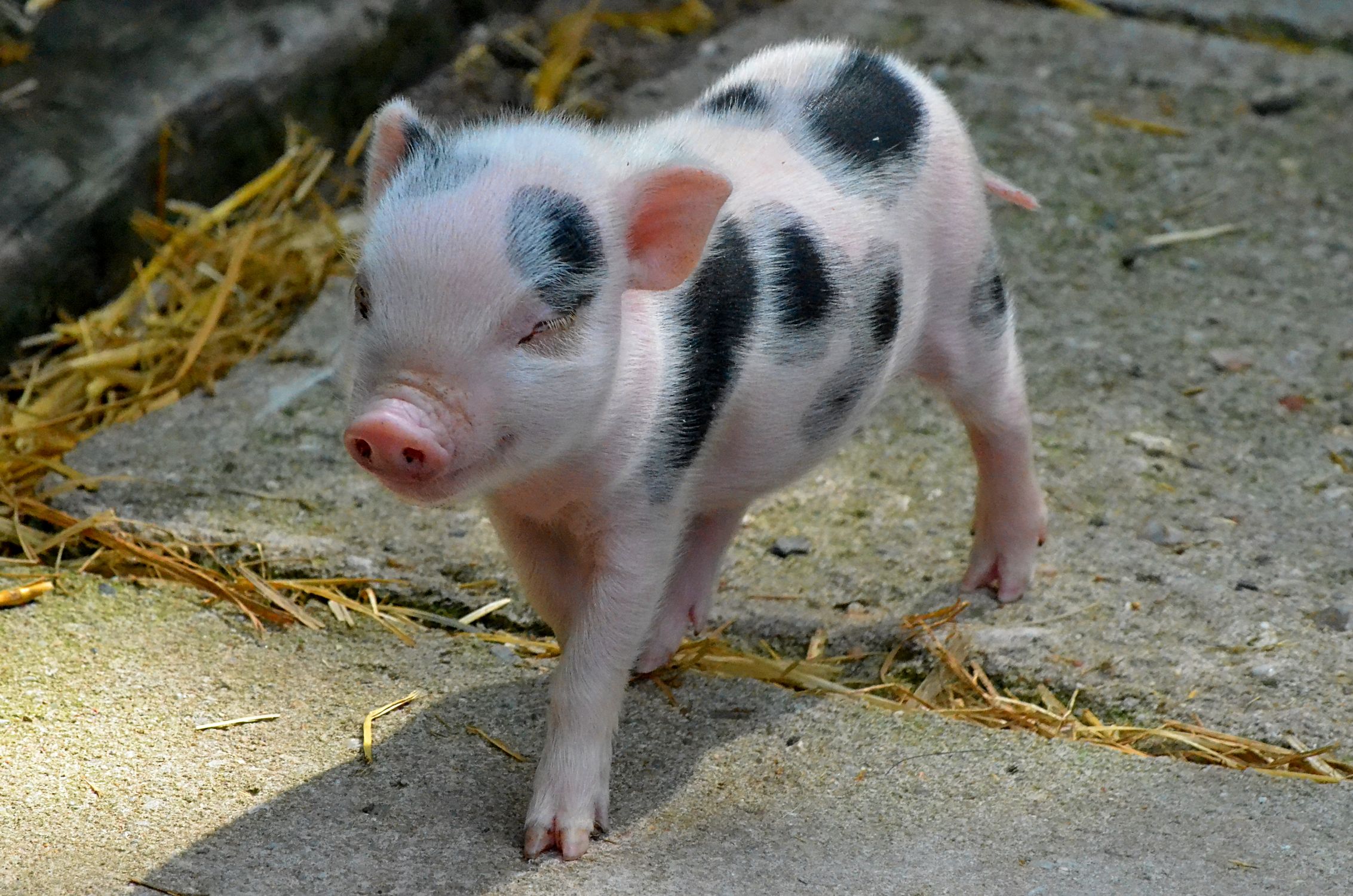 Mini Pigs Eye Mini Pig Standing with Eyes Closed · Free Stock Photo