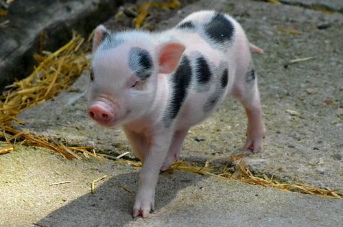 Free Adorable miniature piglet standing on a concrete floor with straw, showcasing its unique spotted appearance. Stock Photo