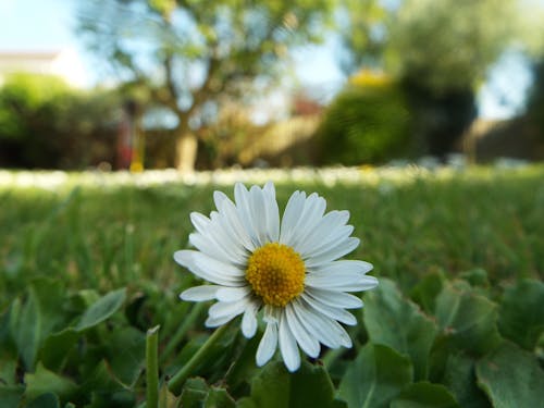 Kostenloses Stock Foto zu blühen, blume, blüte