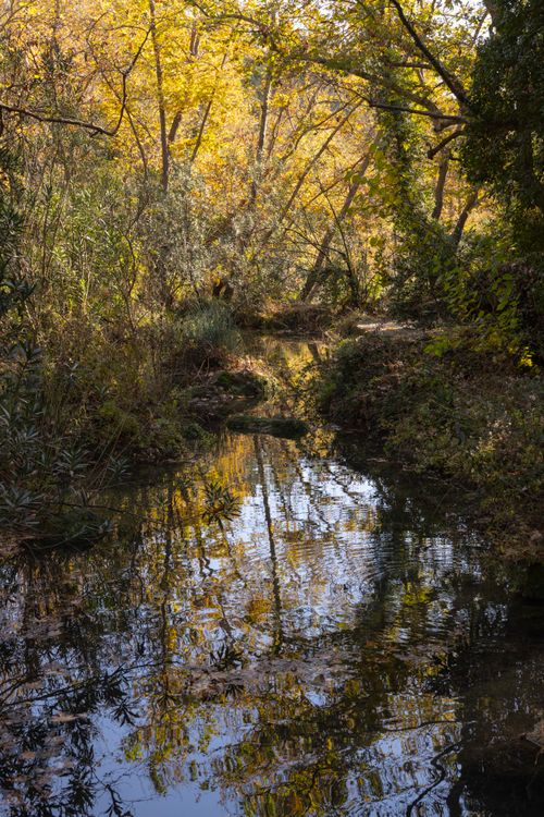 Free Serene creek flowing through a lush autumn forest with vibrant foliage reflections. Stock Photo