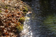 Fallen Leaves on the Riverside