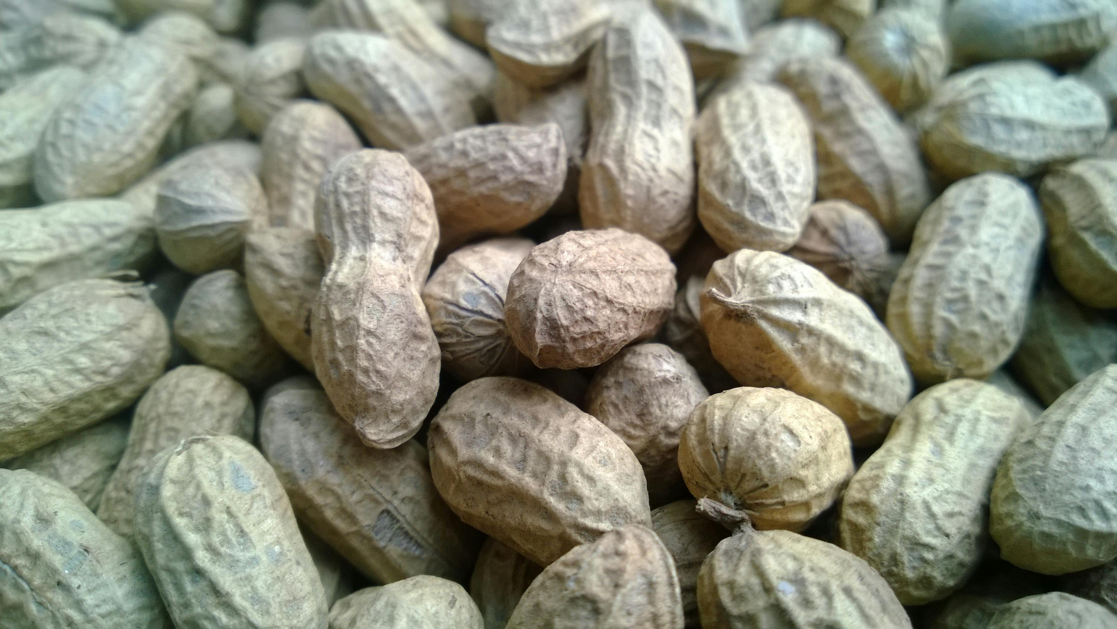 Brown Peanuts · Free Stock Photo