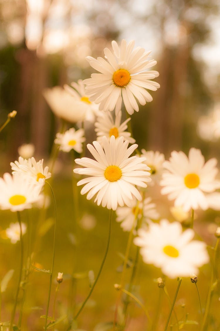 White Daisy In Bloom