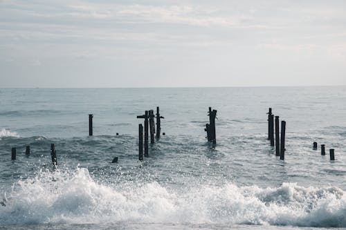 Gratis stockfoto met aanmeerplaats, blikveld, boomstammen